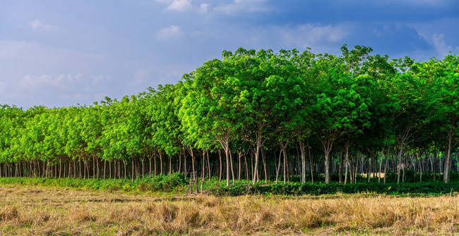 Rubber Tree Plantation