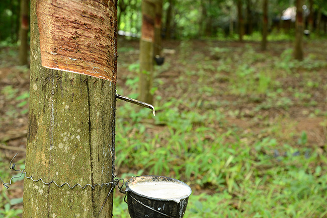 Rubber tapping process